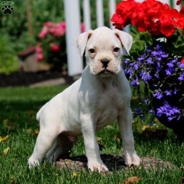 Shane, Boxer Puppy