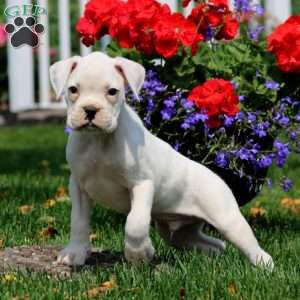 Shane, Boxer Puppy