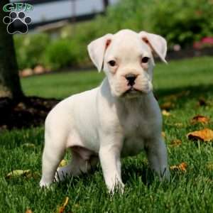Shane, Boxer Puppy