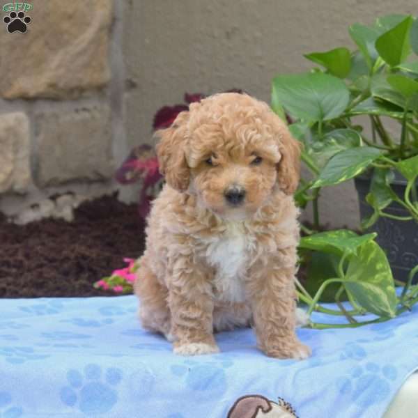 Sharla, Mini Goldendoodle Puppy