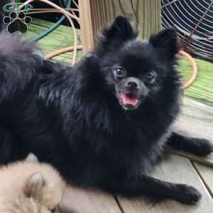 Sandy, Pomeranian Puppy