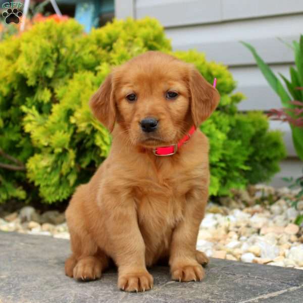 Shelbi, Golden Retriever Puppy