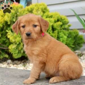 Shelbi, Golden Retriever Puppy