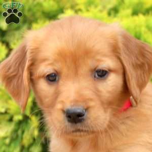 Shelbi, Golden Retriever Puppy