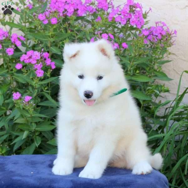 Shiloh, Samoyed Puppy