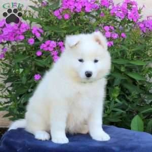Shiloh, Samoyed Puppy