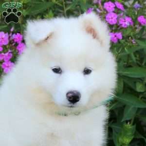 Shiloh, Samoyed Puppy