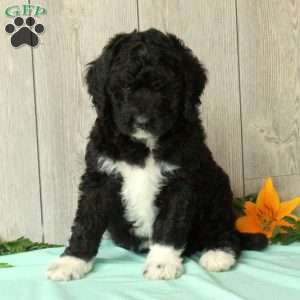 Shirl, Borderdoodle Puppy