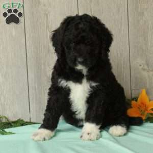Shirl, Borderdoodle Puppy