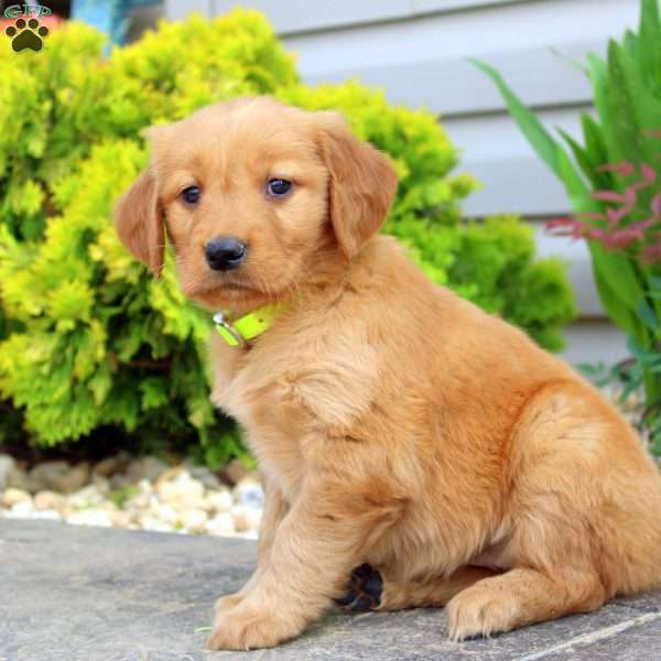 Shirley, Golden Retriever Puppy