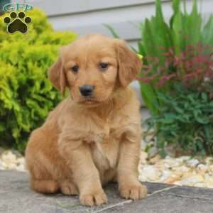 Shirley, Golden Retriever Puppy