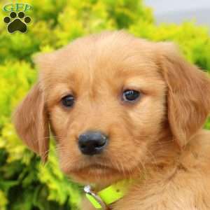 Shirley, Golden Retriever Puppy