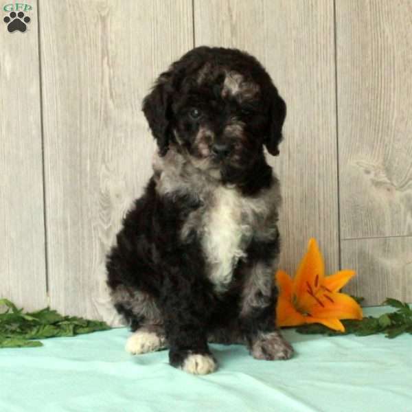 Silas, Borderdoodle Puppy