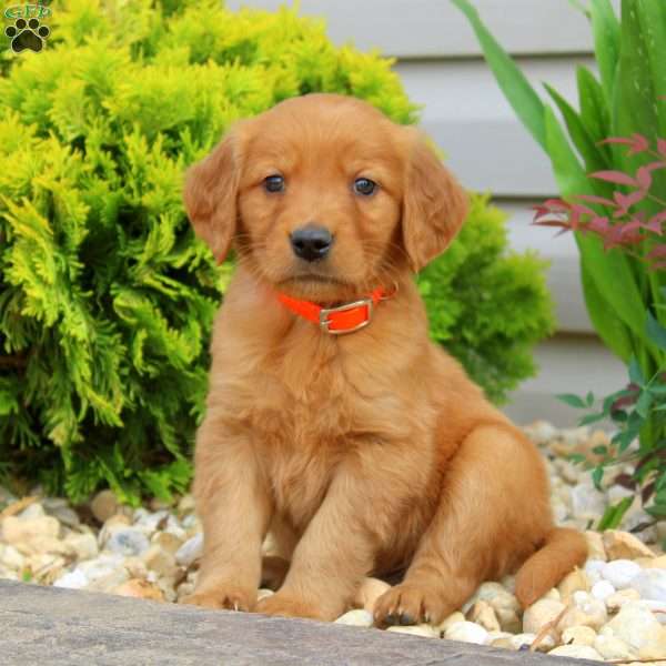 Silas, Golden Retriever Puppy