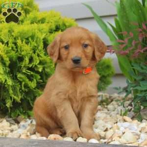 Silas, Golden Retriever Puppy