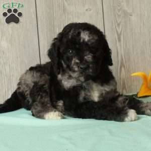 Silas, Borderdoodle Puppy