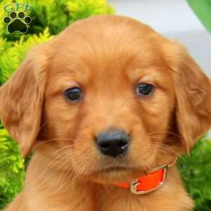 Silas, Golden Retriever Puppy
