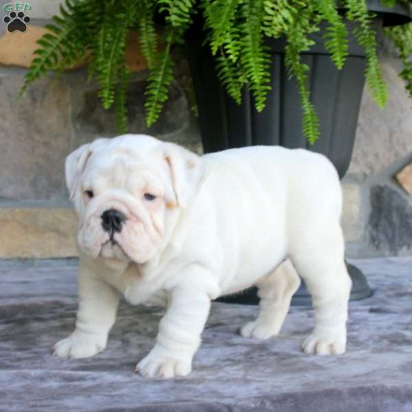 Silver, English Bulldog Puppy