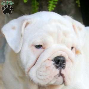 Silver, English Bulldog Puppy