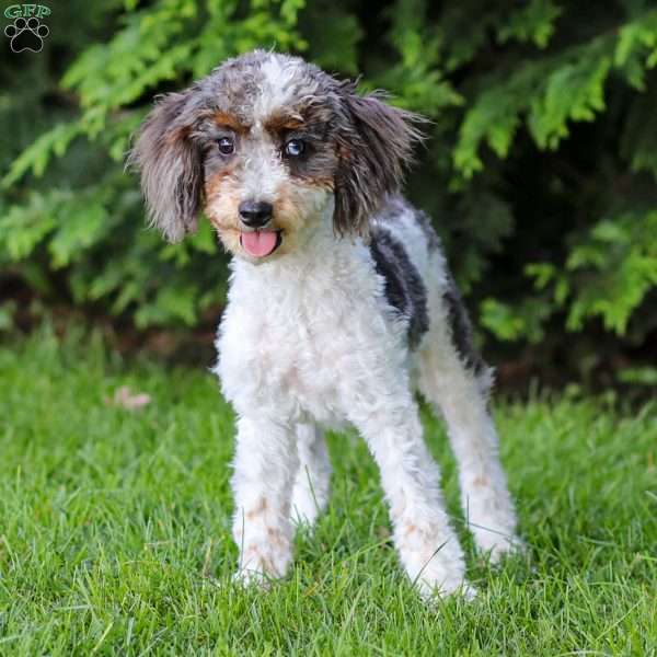 Simba, Cavapoo Puppy