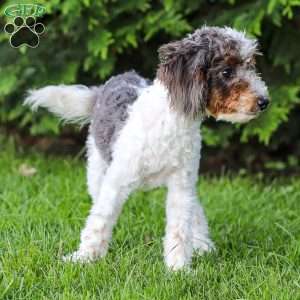 Simba, Cavapoo Puppy