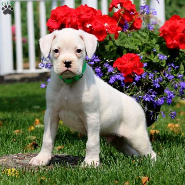 Simba, Boxer Puppy