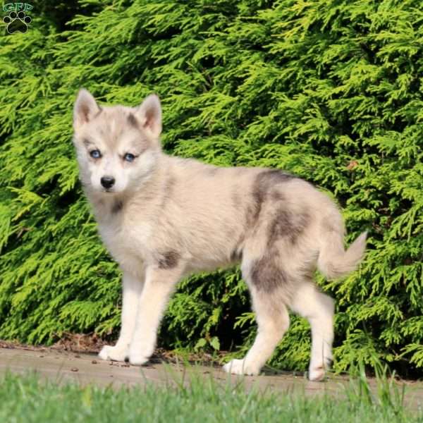 Simba, Pomsky Puppy