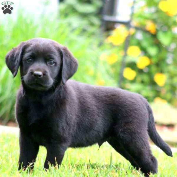Simba, Black Labrador Retriever Puppy