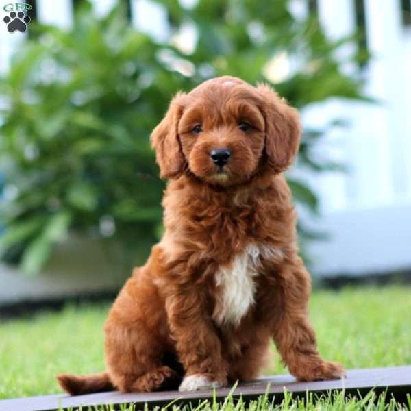 Simba, Mini Goldendoodle Puppy