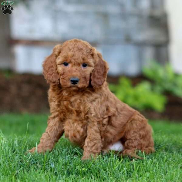 Simba, Miniature Poodle Mix Puppy