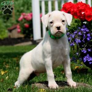 Simba, Boxer Puppy