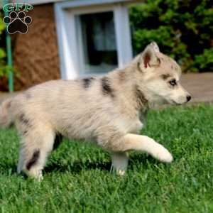 Simba, Pomsky Puppy