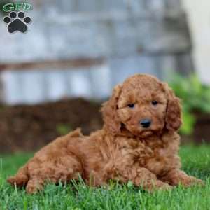Simba, Miniature Poodle Mix Puppy