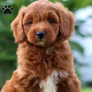 Simba, Mini Goldendoodle Puppy