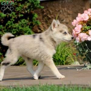 Simba, Pomsky Puppy