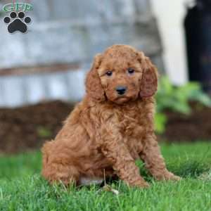 Simba, Miniature Poodle Mix Puppy