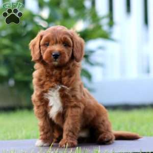 Simba, Mini Goldendoodle Puppy