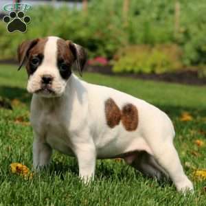 Simon, Boxer Puppy