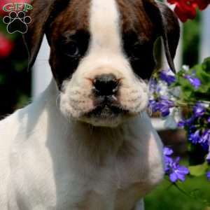 Simon, Boxer Puppy