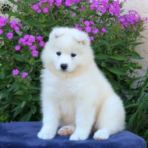 Siri, Samoyed Puppy