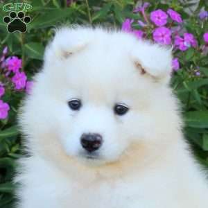 Siri, Samoyed Puppy