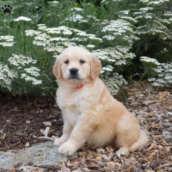 Sky, Golden Retriever Puppy