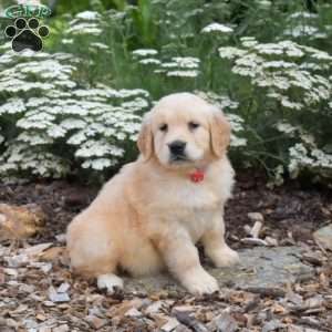 Sky, Golden Retriever Puppy