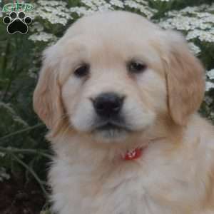 Sky, Golden Retriever Puppy