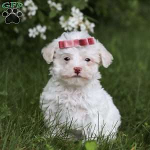 Skye, Toy Poodle Puppy