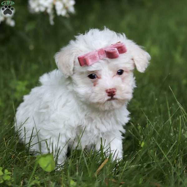 Skye, Toy Poodle Puppy