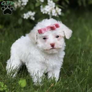 Skye, Toy Poodle Puppy