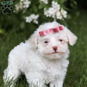 Skye, Toy Poodle Puppy