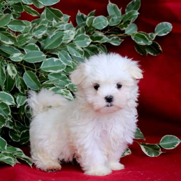 Skye, Maltese Puppy