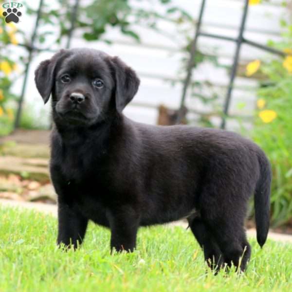 Skye, Black Labrador Retriever Puppy
